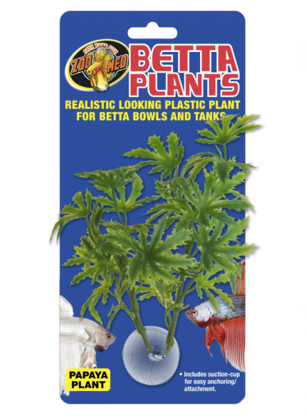 Betta Plant - Papája